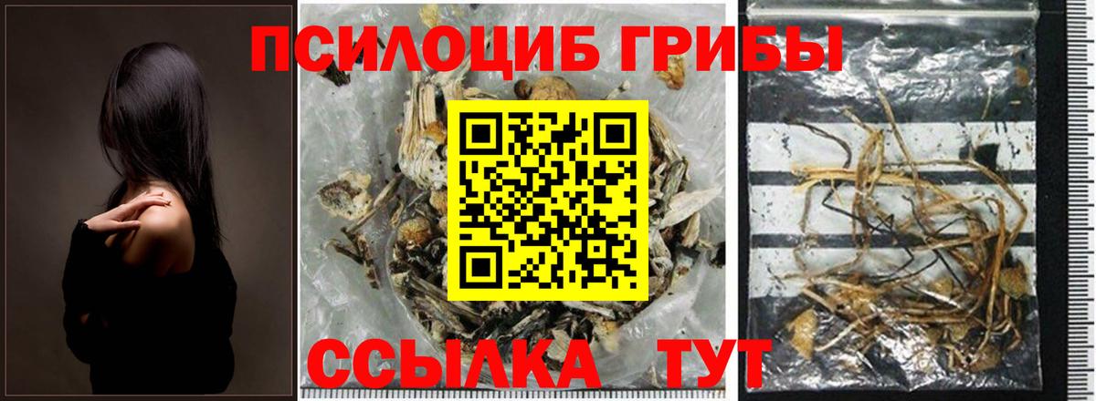 Томск  Псилоцибиновые грибы Psilocybe  Вход с VPN 