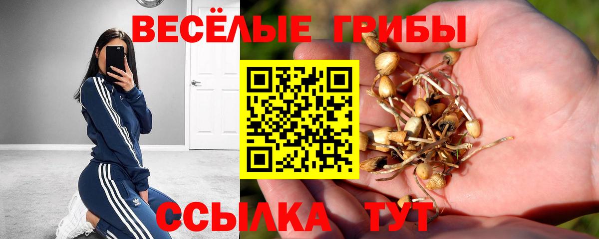 Псилоцибиновые грибы Psilocybine cubensis Томск
